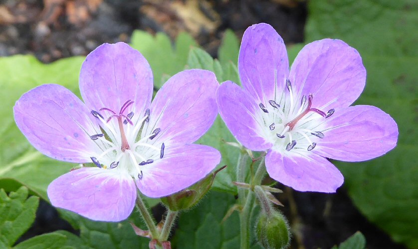 2 x 5 flowers