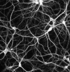 neuron
