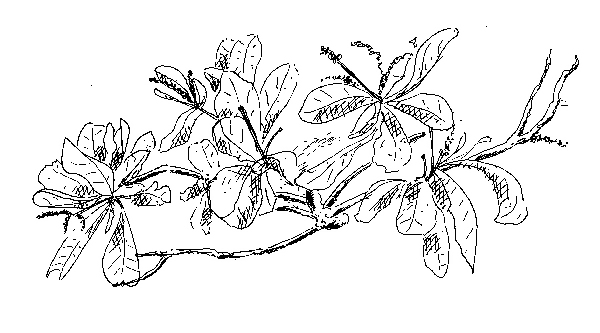 almond, Carriacou