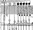 neuron